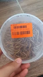 غذای خشک حیوانات کینگ ورم مدل میلورم MWA65 وزن 65 گرم