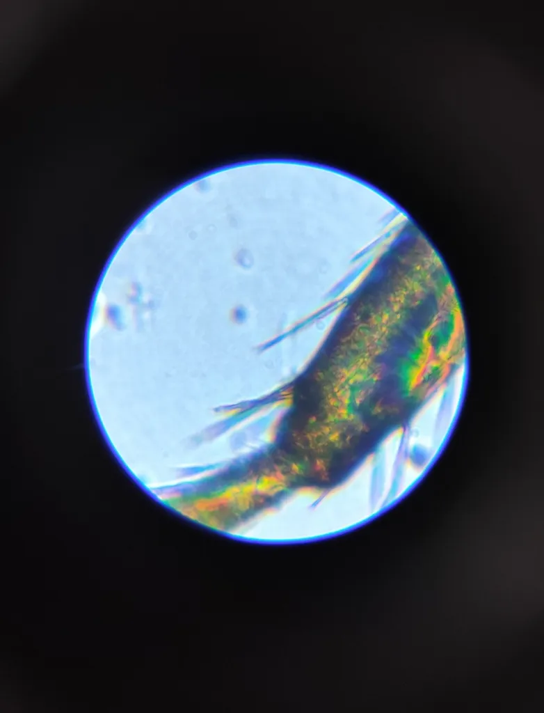 میکروسکوپ آیبکس مدل 1200 Zoombox Vision