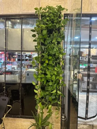 گلدان دیواری طرح دیوار سبز مدل Lotus بسته 6 عددی