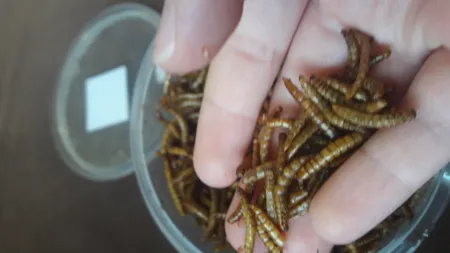 غذای ماهی و لاک پشت فود فارمز لند مدل میلورم وزن 50 گرم