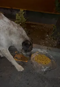 تجریه خرید غذای خشک سگ مفید مدل Supportive Food وزن 10 کیلوگرم