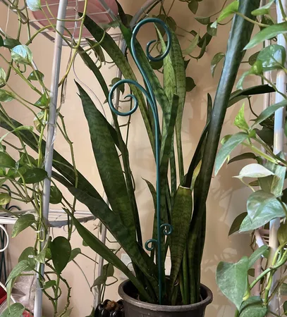 نگهدارنده گیاه مدل gh-1 بسته چهار عددی