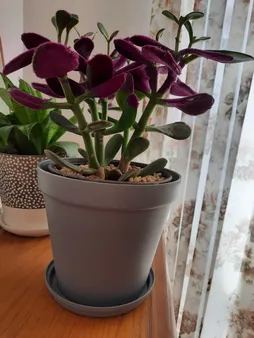 گلدان شهرآذین مدل رویال 1500