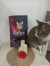 تجریه خرید غذای خشک گربه بالغ رفلکس پلاس مدل گورمت وزن  1.5 کیلوگرم