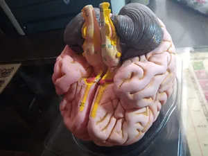 تجریه خرید بازی آموزشی مدل مولاژ مغز انسان مدل 4Parts کد A4