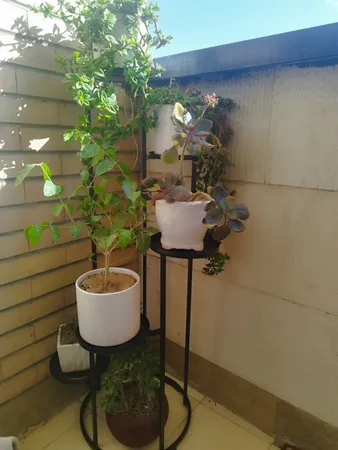 استند گلدان مدل پیچک گرد