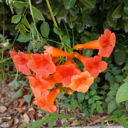 گوشی موبایل سامسونگ مدل Galaxy A15 دو سیم کارت ظرفیت 128 گیگابایت و رم 4 گیگابایت - ویتنام