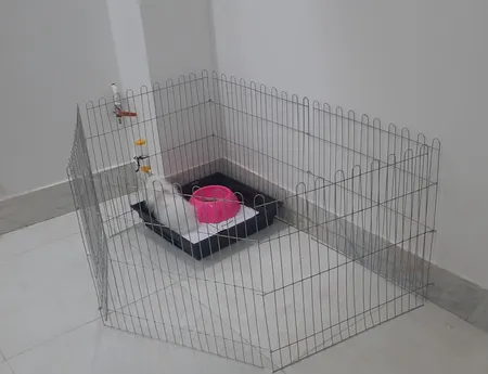 پارک سگ کد 01