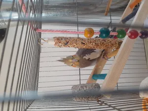 تجریه خرید تشویقی طوطی هپی برد مدل استیک پرستیژ وزن 60 گرم