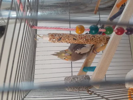 تشویقی طوطی هپی برد مدل استیک پرستیژ وزن 60 گرم