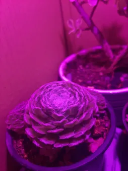 چیپ لامپ رشد گیاه 50 وات مدل SA300