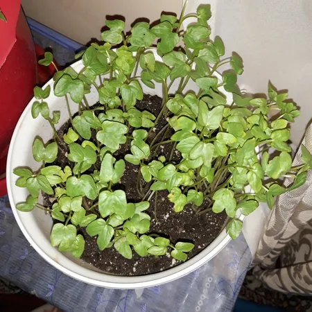 بذر گل نیلوفر رونده الوان آذر سبزینه مدل A138