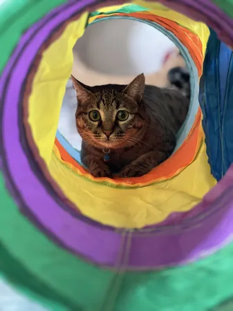 اسباب بازی سگ و گربه مدل تونل سه شاخه حفره