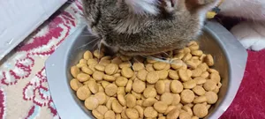 تجریه خرید غذای خشک گربه سلبن مدل Sterilised وزن 2.5 کیلوگرم