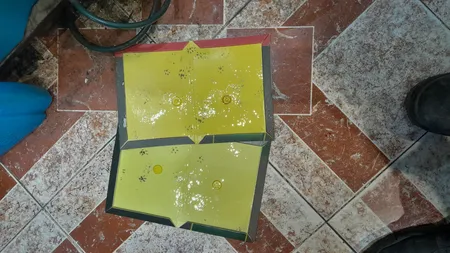 چسب موش فیکا مدل کتابی بسته 6 عددی