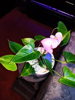 گل طبیعی انتوریوم تافکو مدل صورتی