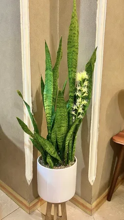 گیاه طبیعی سانسوریا سبز مدل شمشیری
