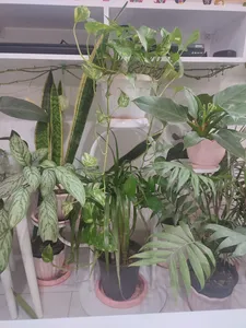 تجریه خرید استند گلدان دکومرآت مدل کاکتوس 4