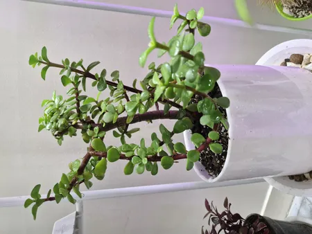 گیاه طبیعی کراسولا خرفه ای مدل بونسای