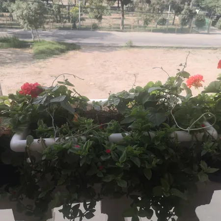 بذر گل نیلوفر رونده الوان سانیا سید مدل D5