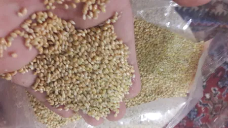 ارزن مخصوص طوطی سانان چیگو کد A1 وزن 1 کیلوگرم