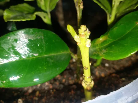 سم قارچ کش بنومیل بسته 30 گرمی