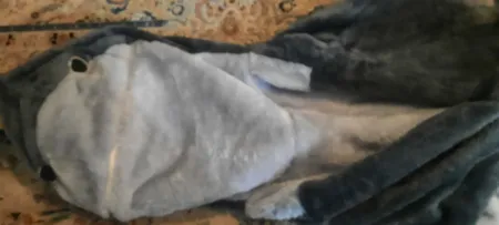 هودی زنانه مدل کوسه پنبه ای
