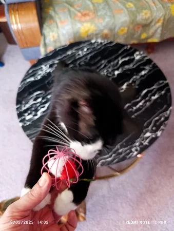 اسباب بازی گربه مدل موش در قفس