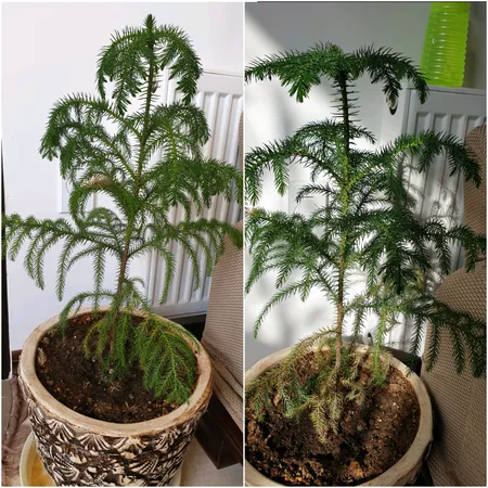 سم قارچ کش کاربندازیم مهر و ماه مدل S01 وزن 50 گرم