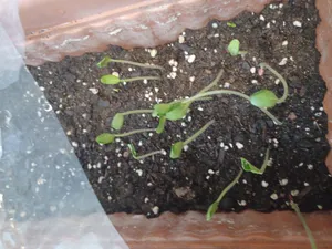 تجریه خرید بذر صیفی جات پر مصرف فصل سبز کد SEED-FS-08 مجموعه 8 عددی