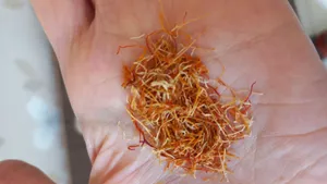 تجریه خرید ریشه زعفران قائنات - 4.608 گرم