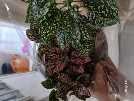 گیاه طبیعی گل سنگ قرمز کد gs15