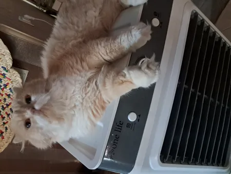 کولر آبی سلولزی 2800 مدل AC-2800