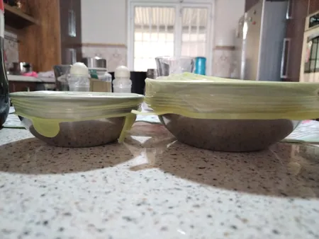 درپوش محافظ غذا مدل A11 بسته 6 عددی