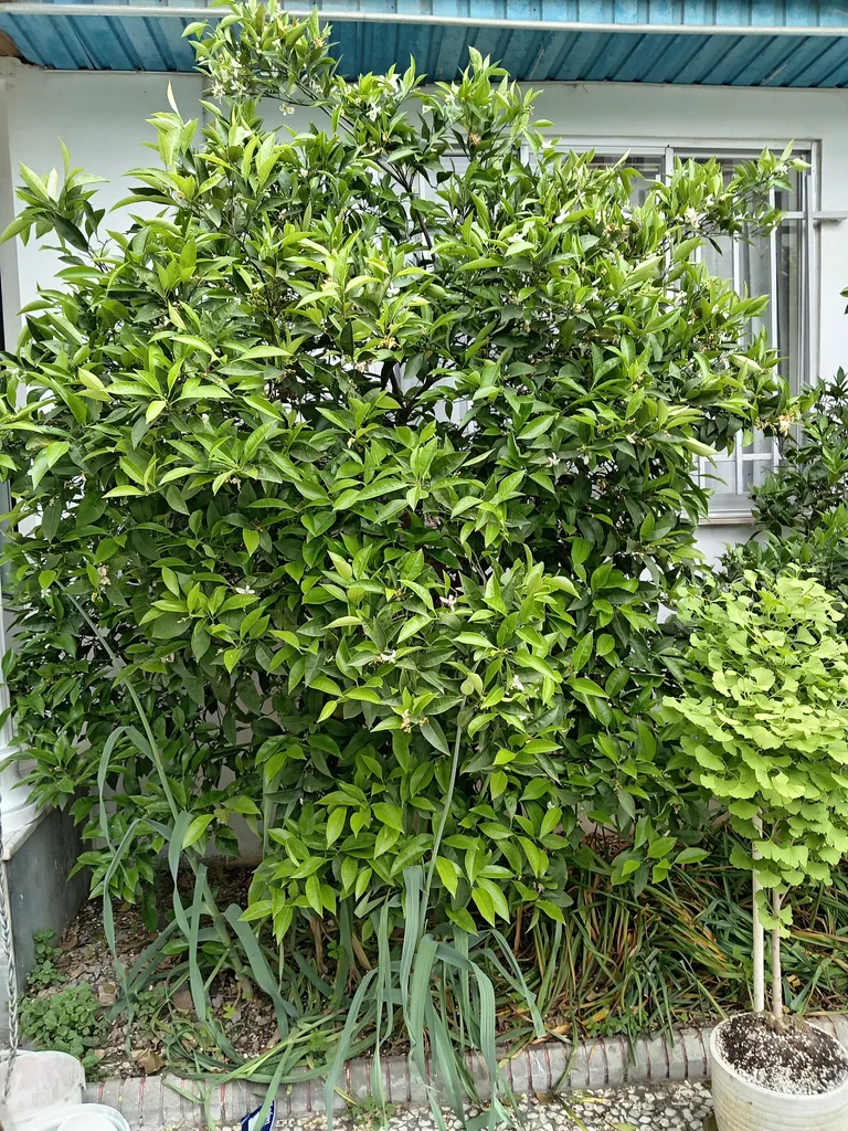 گوشی موبایل آنر مدل X6b دو سیم کارت ظرفیت 128 گیگابایت و رم 6 گیگابایت