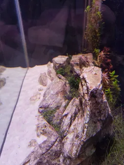 محلول شفاف کننده آب آکواریوم پلنتا بلوم کد CLR01 حجم 250 میلی لیتر