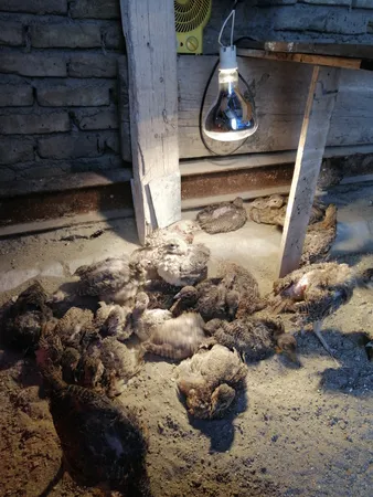 لامپ مادون قرمز 375 وات لامپ نور مدل NIR پایه E27