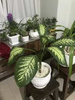 شن تزئینی مدل طبیعت وزن یک کیلو گرم