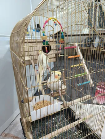 لانه پرنده مدل عروس هلندی درب کشویی طرح چوبی