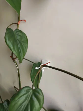 قیم بند مدل پتوس بسته 10 عددی