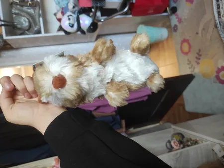 جامدادی مدل سافت سنجاب کد sqsh