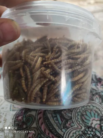 عکس ارسالی خریدار