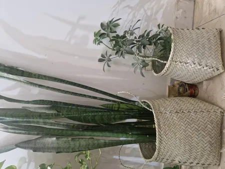 سبد حصیری مدل استوانه17-27 بسته سه عددی