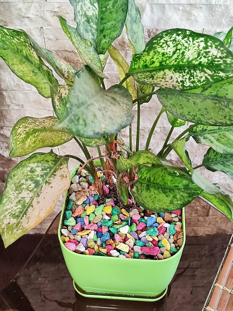 شن رنگی تزیینی مدل 301 وزن 3000 گرم