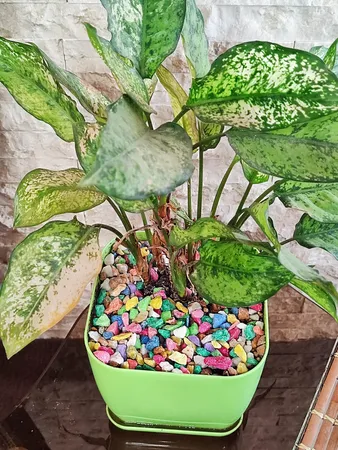 شن رنگی تزیینی مدل 301 وزن 3000 گرم