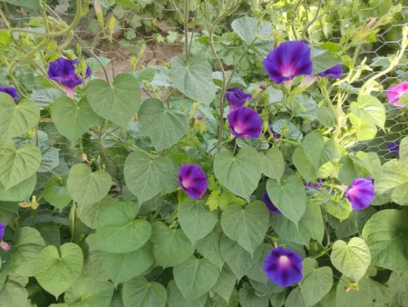 بذر گل نیلوفر رونده الوان گلبرگ پامچال کد GPF-093