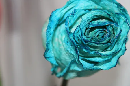 دوربین دیجیتال کانن مدل EOS 2000D به همراه لنز 18-55 میلی متر DC III