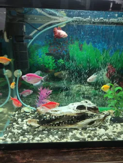 جمجمه تزیینی آکواریوم کد MS