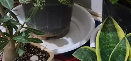 زیر گلدانی کد Z0020 بسته 6 عددی