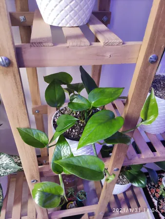 گیاه طبیعی پوتوس کدA.P.01